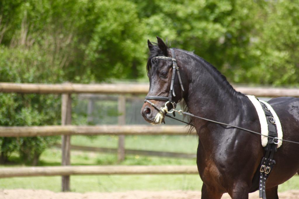Palinges Le Haras Du Favry 아파트 외부 사진