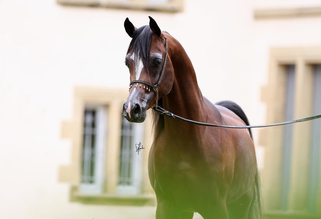 Palinges Le Haras Du Favry 아파트 외부 사진